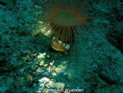 Squat Shrimp (Anemone Shrimp) - Thor amboinensis on  Tube... by Hansruedi Wuersten 